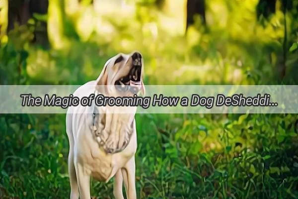 The Magic of Grooming How a Dog DeShedding Tool Works to Keep Your Furry Friend Flawless